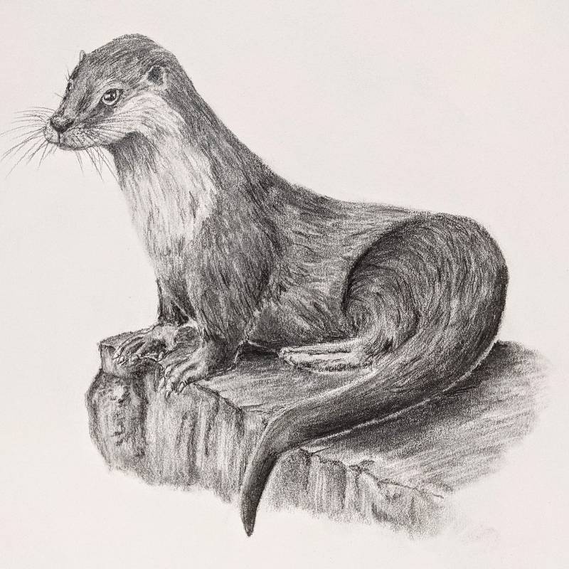 otter by Elan28 (Pencil)