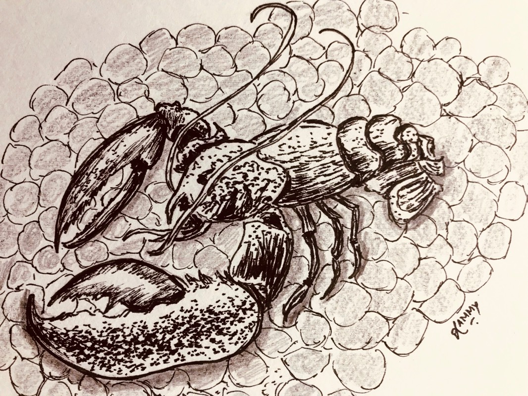 lobster by RammyArtworks (Pen, Ink)