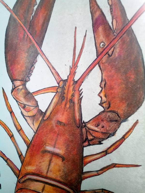lobster by Maria_HappyatHome (Pen, Colored pencil)