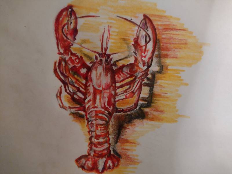 lobster by shirleypolina (Pencil, Colored pencil)