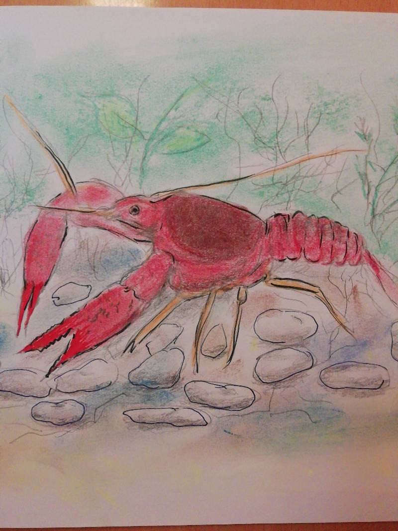 lobster by Ekisz (Colored pencil, Soft pastel)