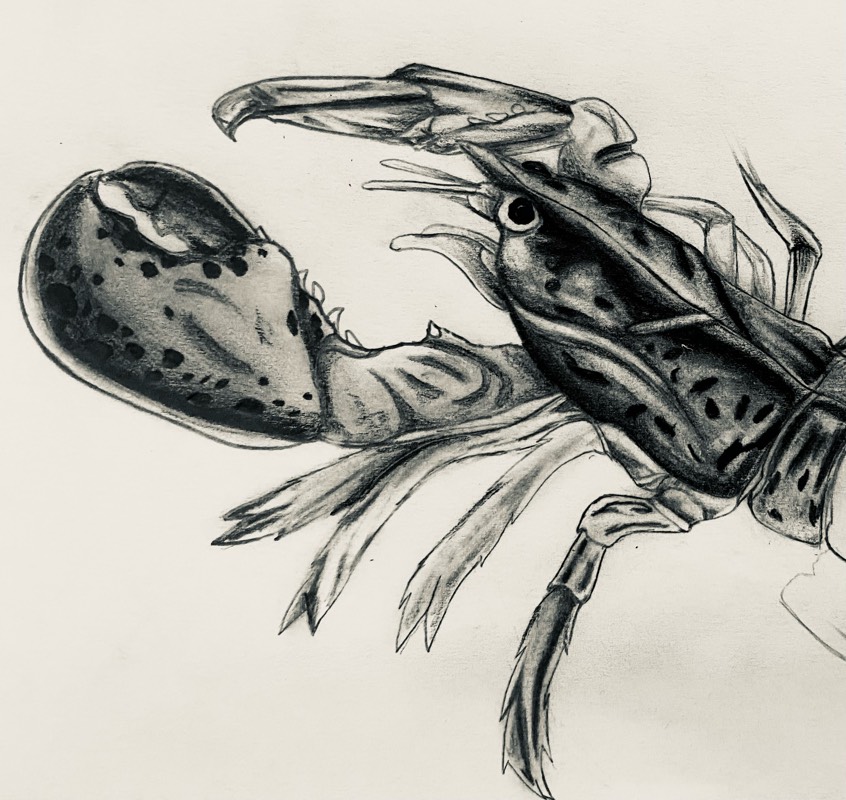 lobster by ARTISTIC (Pen, Ink, Pencil)