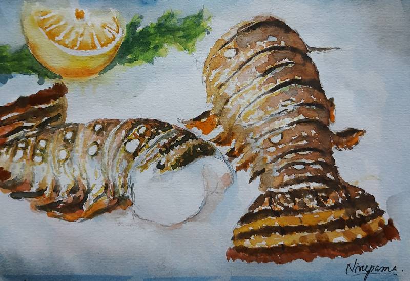 Lobster drawings