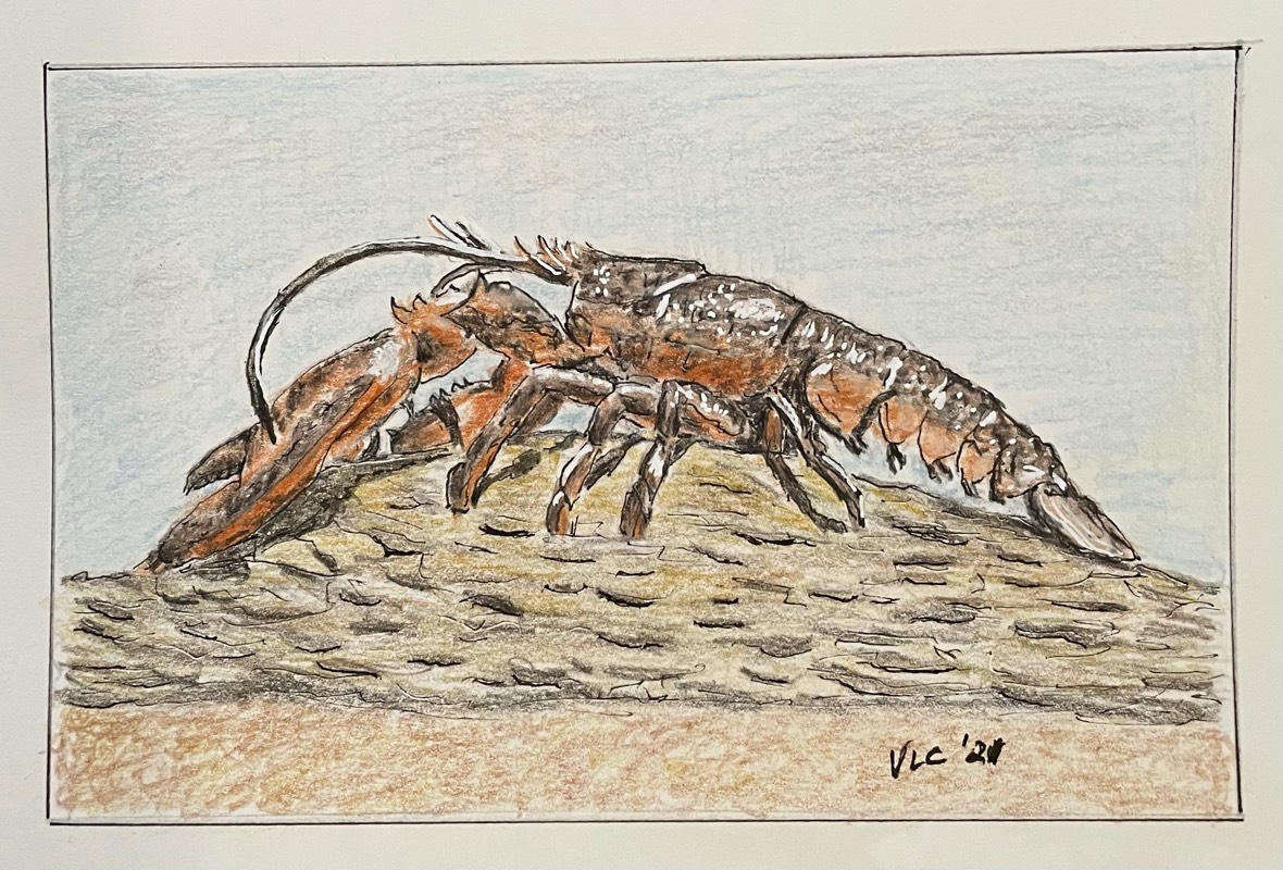lobster by Songli5 (Pen, Ink, Colored pencil)