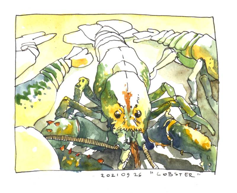 lobster by Verdundegast (Pen, Watercolor)