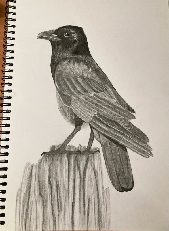 Raven drawings
