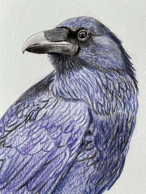 raven by TinaB (Pencil, Pen, Colored pencil)