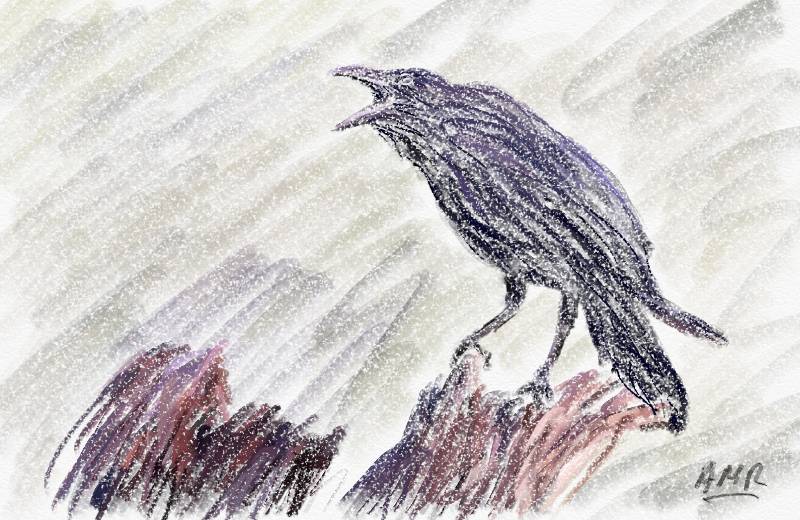 raven by Malcapone (Colored pencil, Oil pastel)
