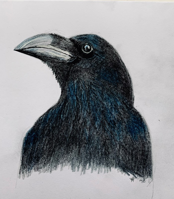 raven by fairlawnbj (Pencil, Colored pencil)