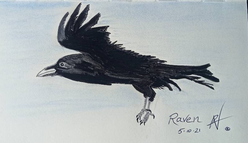 raven by AndytheGreek13_ (Pencil, Ink, Charcoal, Soft pastel)