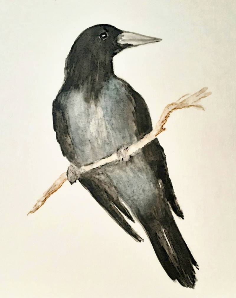 raven by jujolia (Watercolor)