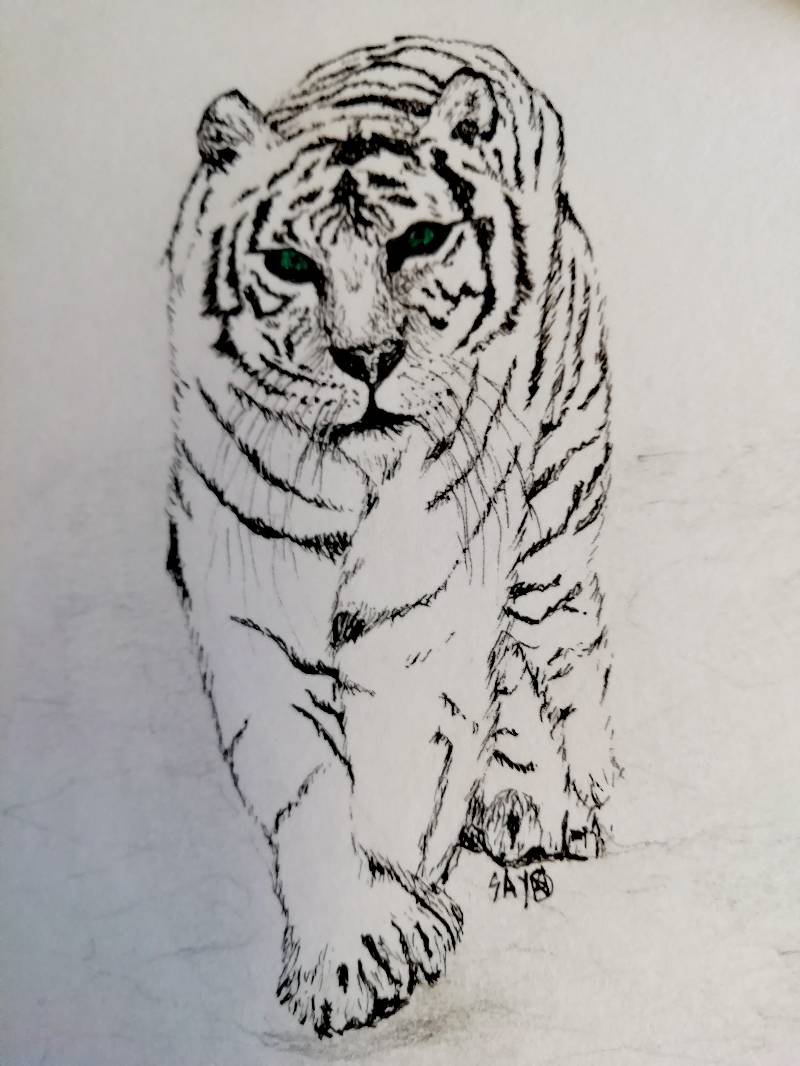tiger by SayoCaro1 (Pen, Pencil)