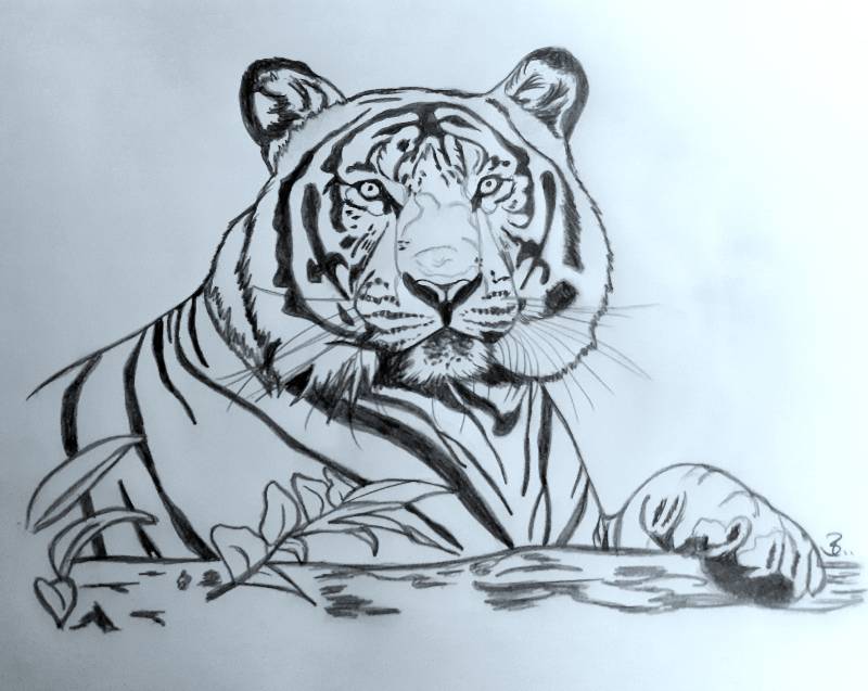 tiger by Farben_fuers_Leben (Ink)