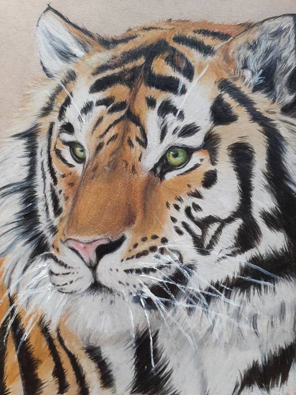 tiger by Esmerelda (Colored pencil, Acrylic paint)