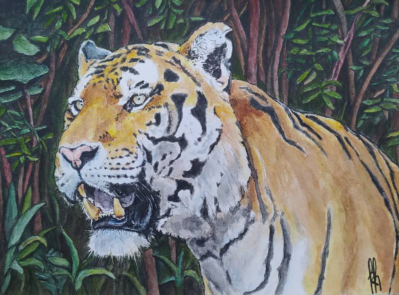 tiger by kiwy (Watercolor, Pen)