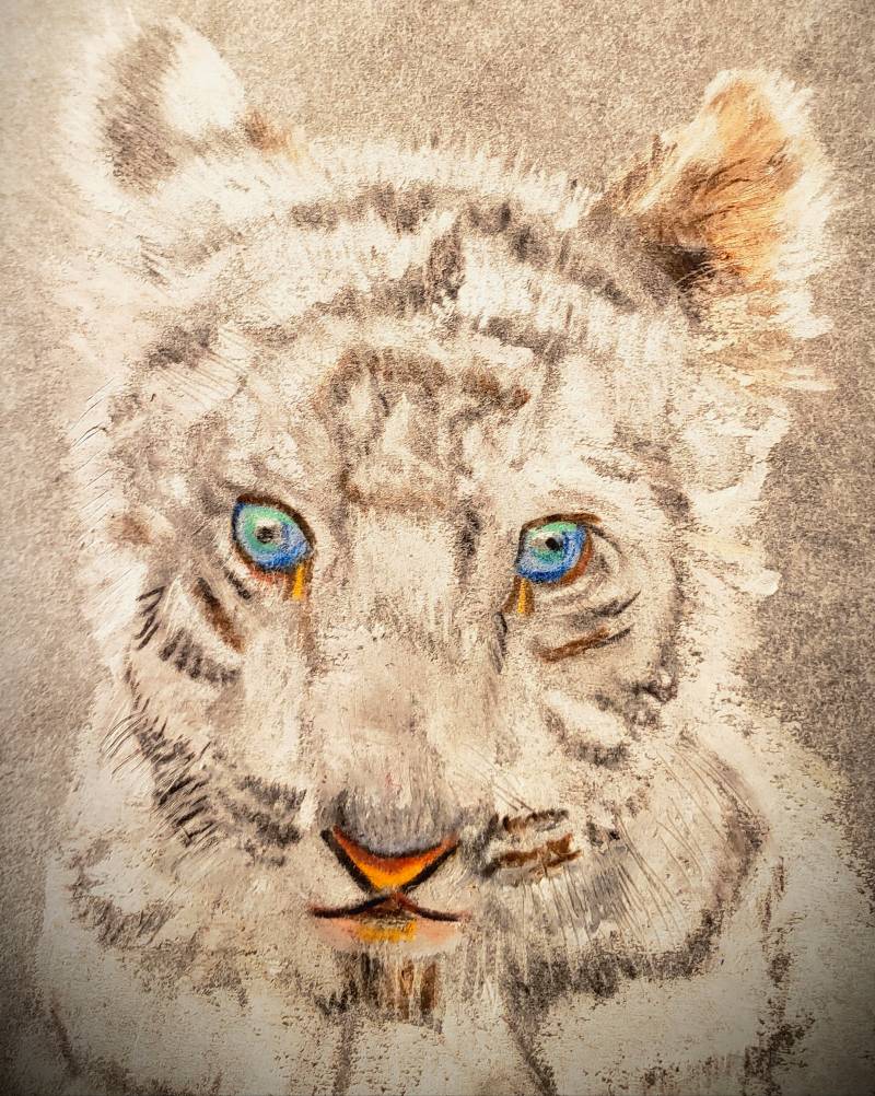 tiger by MBear (Colored pencil, Charcoal, Oil pastel)