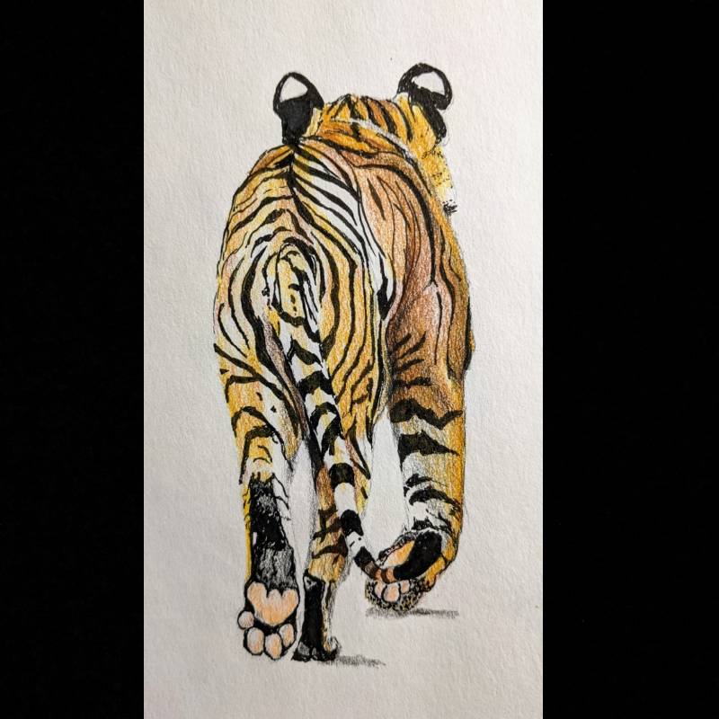 tiger by salopia (Ink, Colored pencil)
