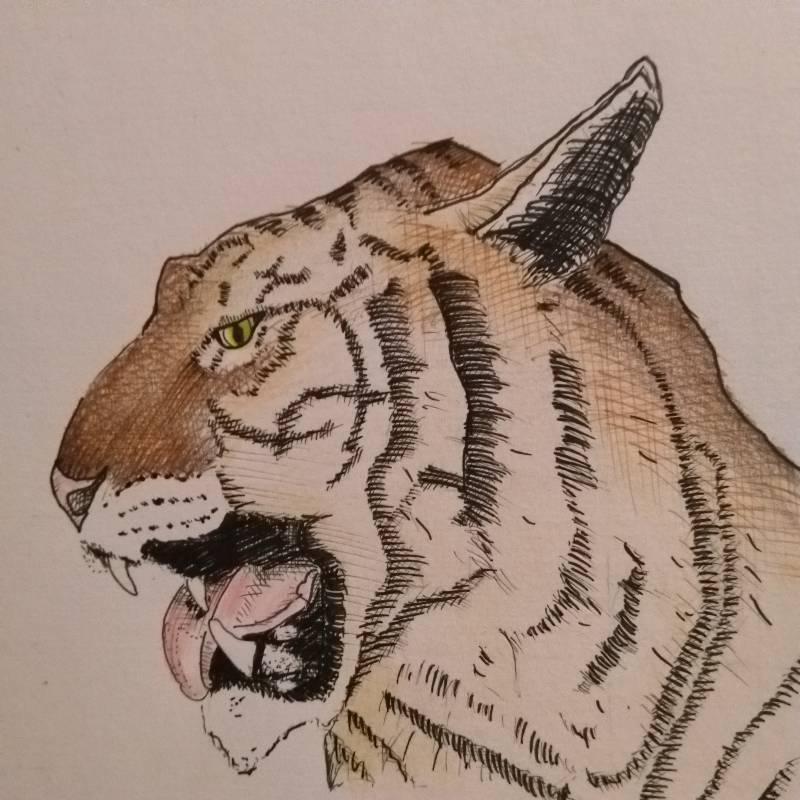 tiger by Johnny_ (Pen, Ink, Colored pencil, Markers, Pencil)