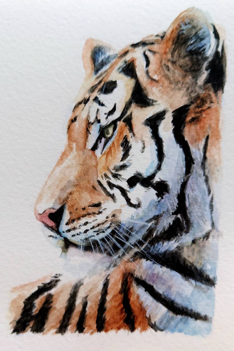 tiger by meidraws (Watercolor)