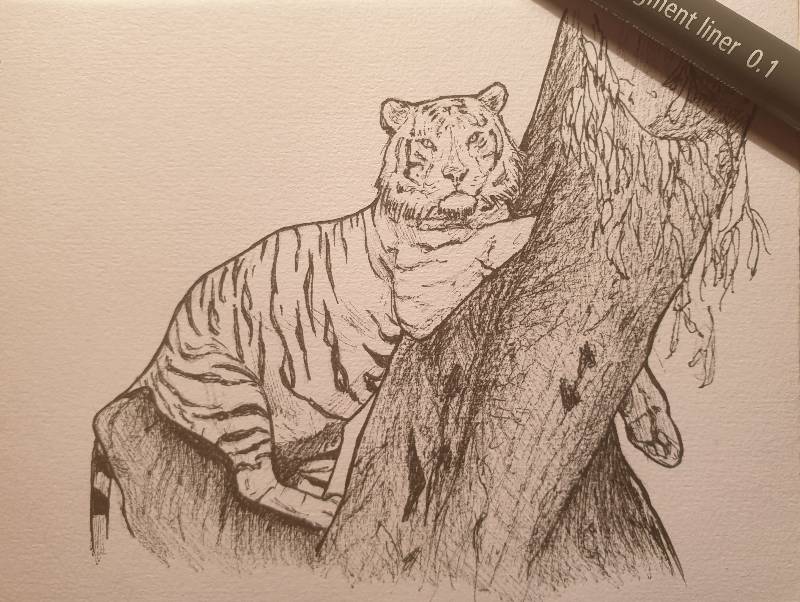 tiger by Magae (Ink)
