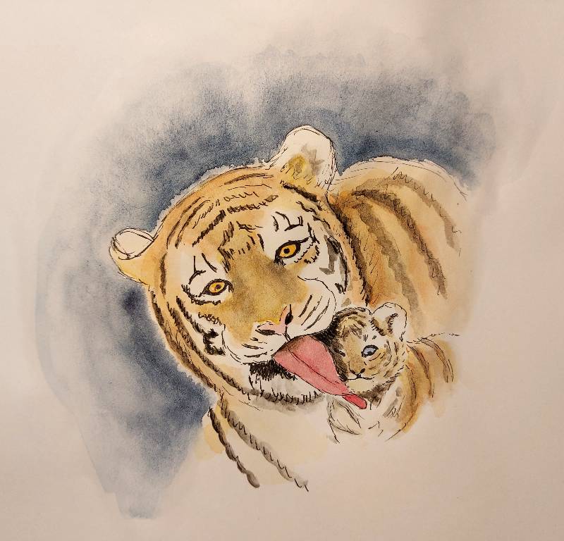 tiger by Wiliane (Pencil, Watercolor, Ink)
