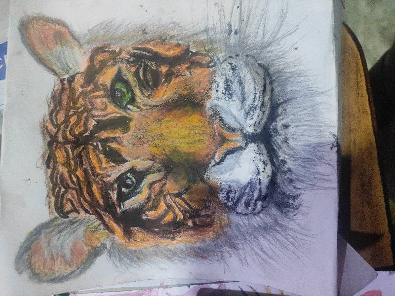 tiger by lylla (Pencil, Oil pastel, Other)