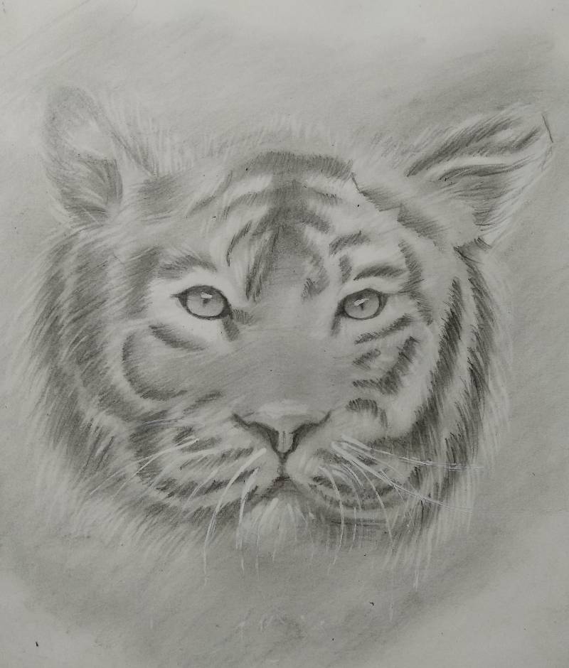 tiger by funkyfox (Pencil)