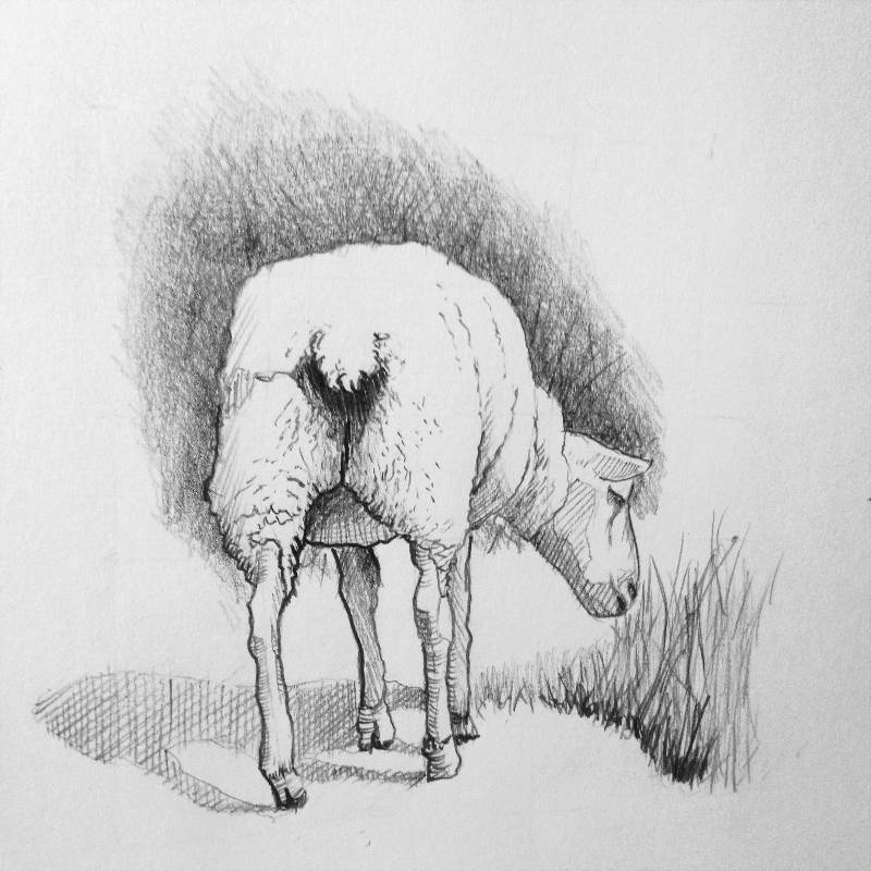 sheep by Johnny_ (Pencil)