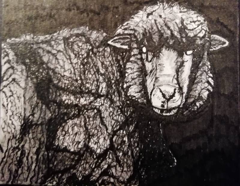 sheep by SayoCaro1 (Pen, Colored pencil)