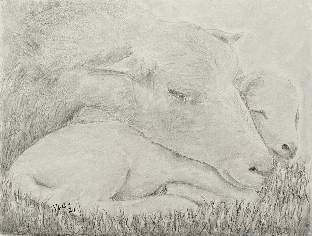 sheep by Songli5 (Pencil)