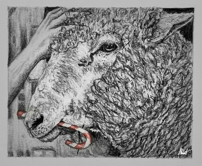 sheep by Jesseeker44 (Pencil, Colored pencil)