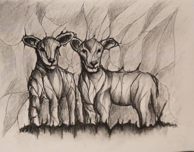 sheep by HighPlainsGrifter (Pen, Charcoal, Soft pastel)