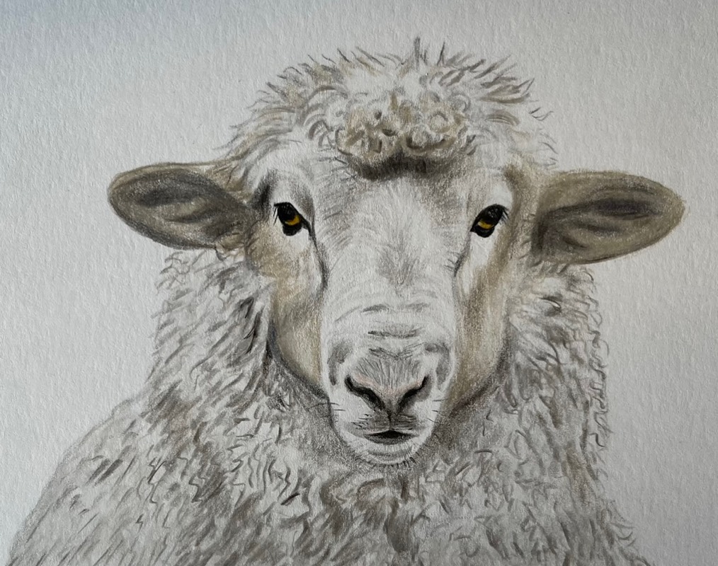 sheep by TinaB (Pencil, Pen, Colored pencil)