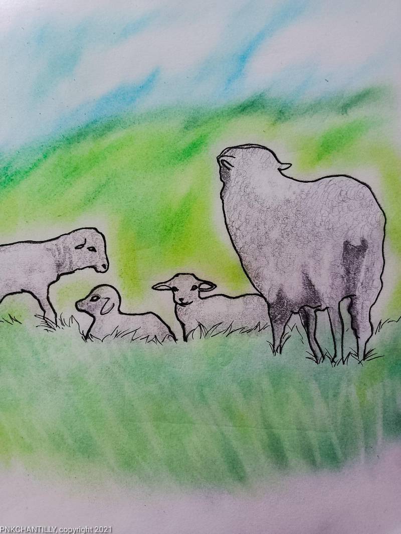 sheep by PnkChantilly (Pencil, Soft pastel)