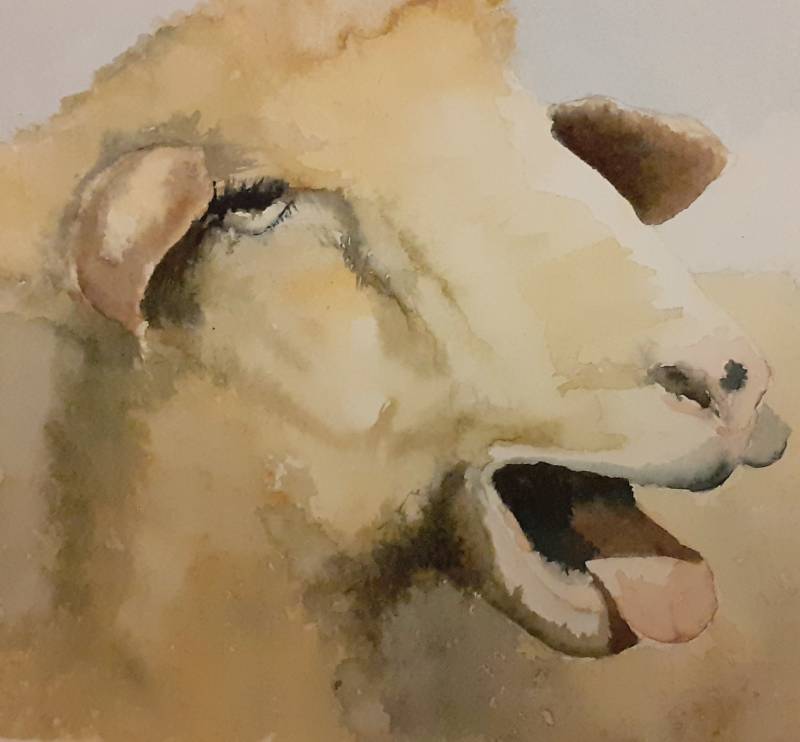 sheep by Juliapinksocks (Watercolor)