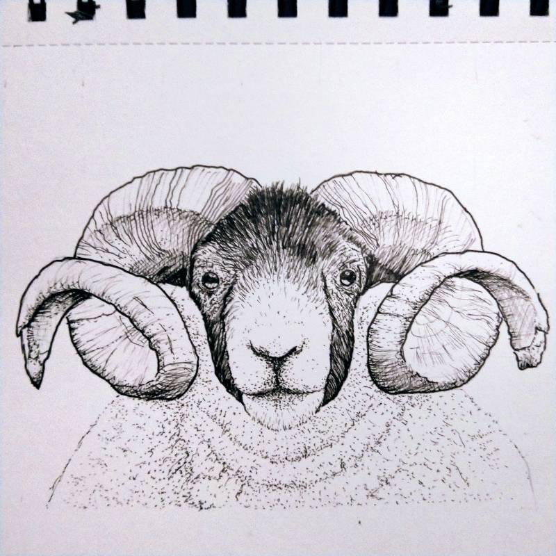 sheep by Johnny_ (Pen, Ink)