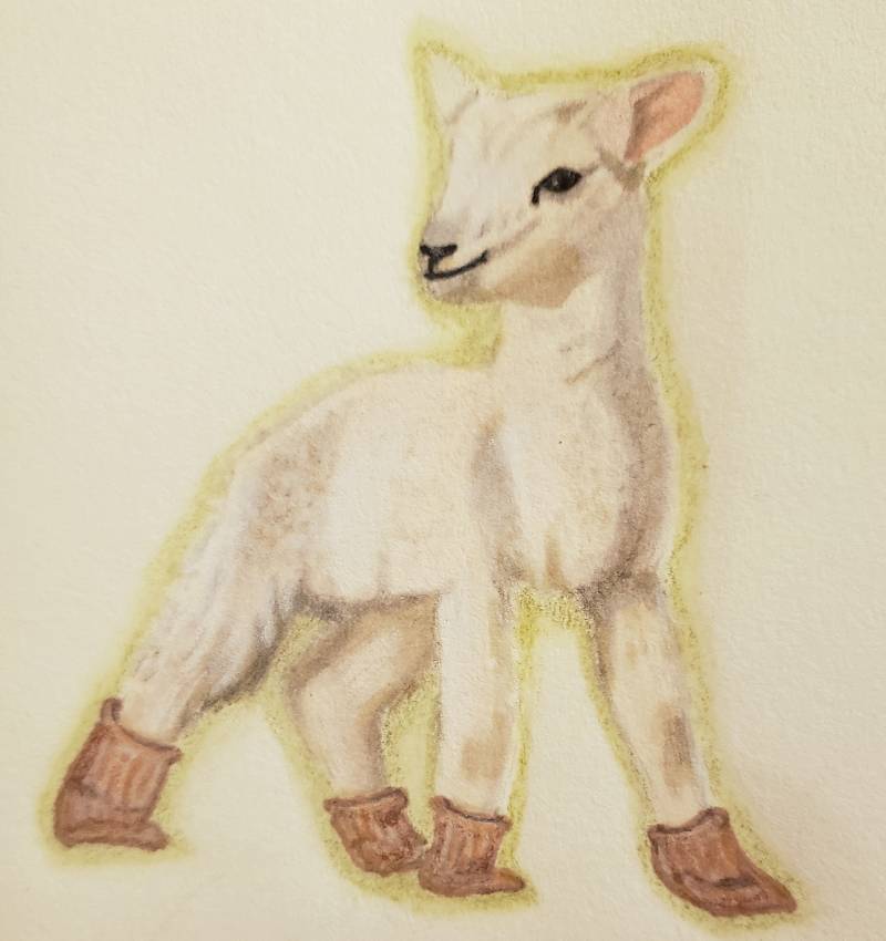 sheep by jkt (Pencil, Pen, Markers, Colored pencil)