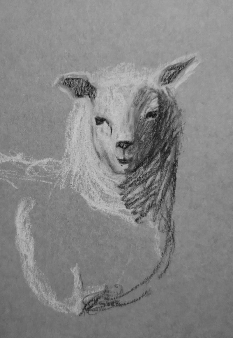 sheep by Mimmismimmi (Charcoal, Soft pastel)