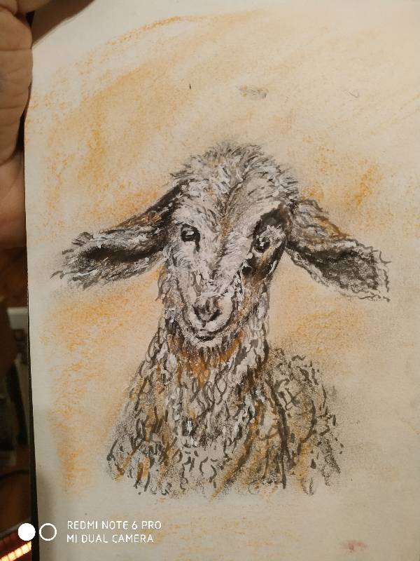 sheep by joseunico (Pencil, Ink, Soft pastel)
