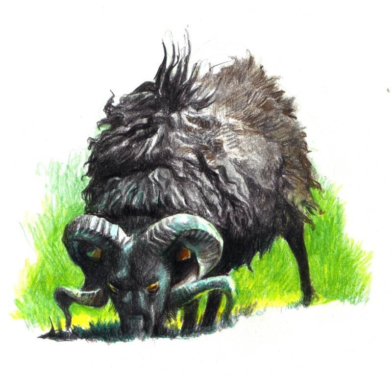 sheep by Verdundegast (Colored pencil)