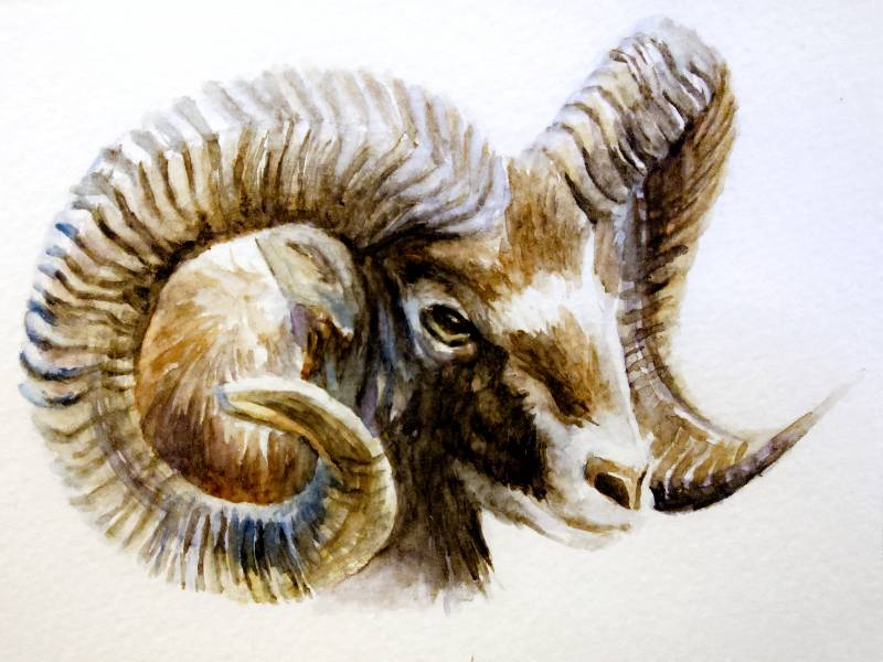 sheep by meidraws (Watercolor)