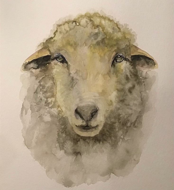 sheep by Sally (Watercolor, Pen)