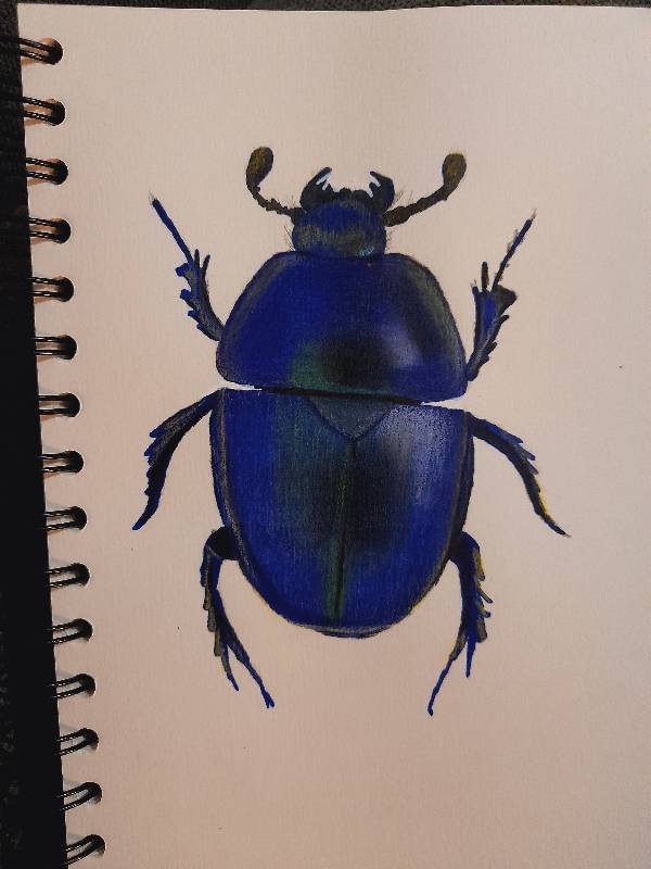beetle by LearningLoadingStandBy_ (Markers, Colored pencil)