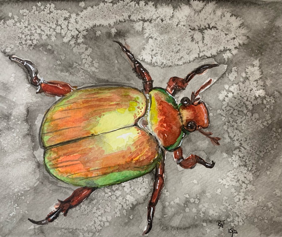 beetle by fairlawnbj (Watercolor, Pen)