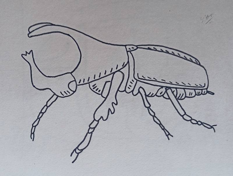 beetle by Sweet_Shinji (Pencil, Pen)