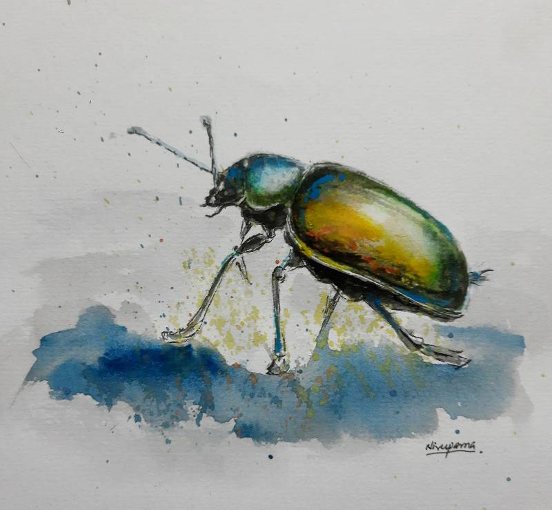beetle by Niru (Watercolor, Pen)