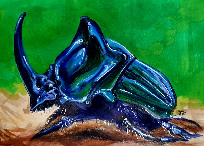 beetle by tamileexyz (Markers, Colored pencil)