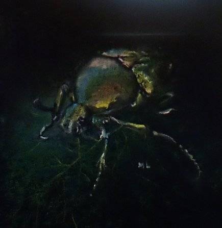 beetle by miclat (Soft pastel)