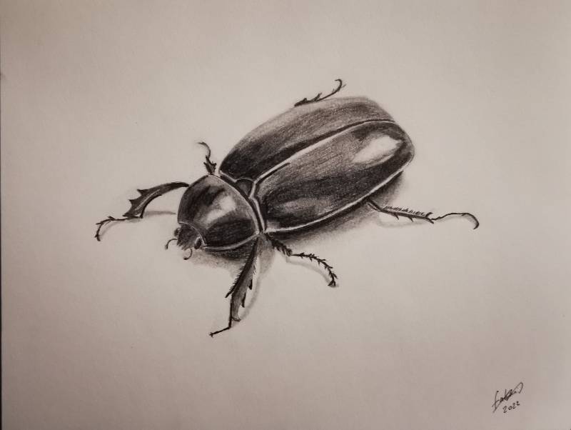 beetle by Fabiani (Pencil)