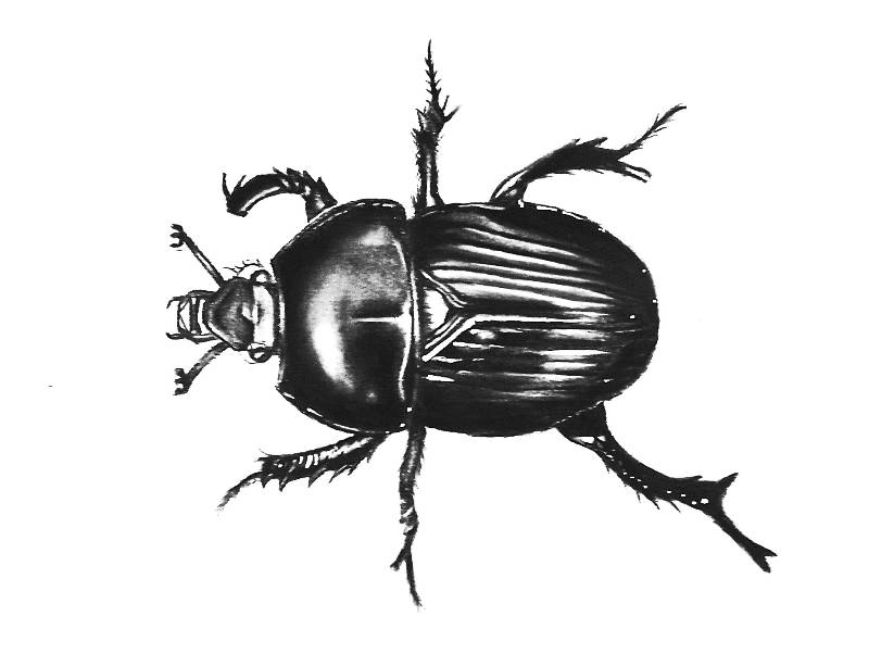 beetle by Fatal_Dinazor (Charcoal, Soft pastel)